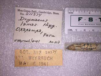 Media type: image; Malacology 211374 Description: 211374_Drymaeus_lamas image;